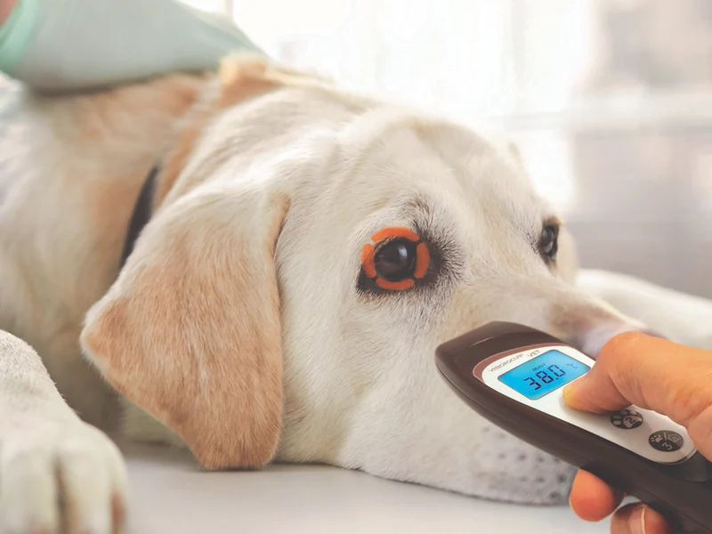 Termometro a distanza veterinario visiofocus con Bluetooth