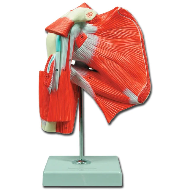 Muscoli della spalla
