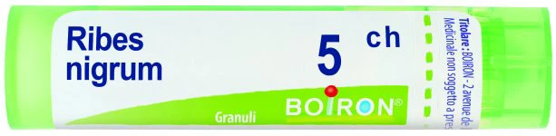Ribes Nigrum 5Ch Gr