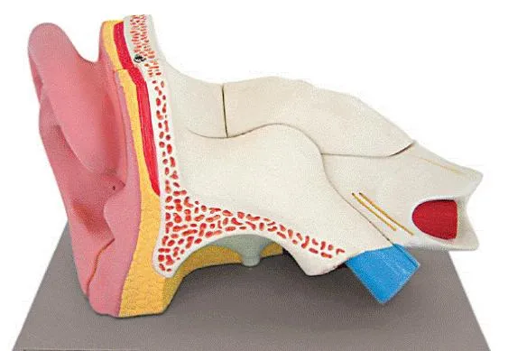 Modellino anatomico orecchio - 5 parti