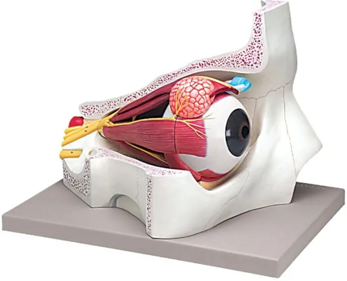 Modellino anatomico occhio 4 parti