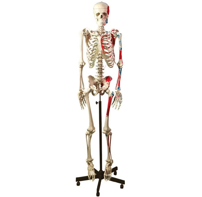 Scheletro Umano muscolare