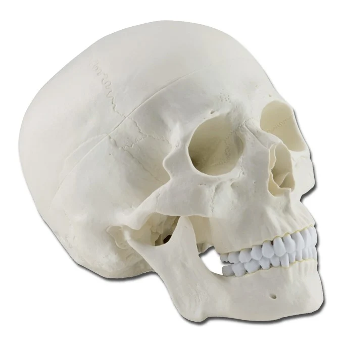 Cranio Umano - 3 parti
