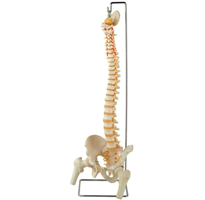 Colonna Vertebrale con teste femorali