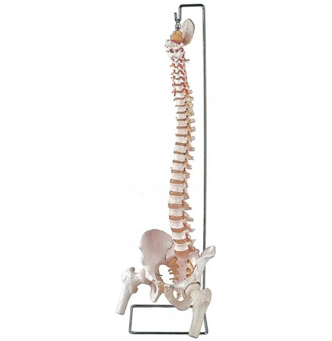 Colonna Vertebrale con femore e osso sacro