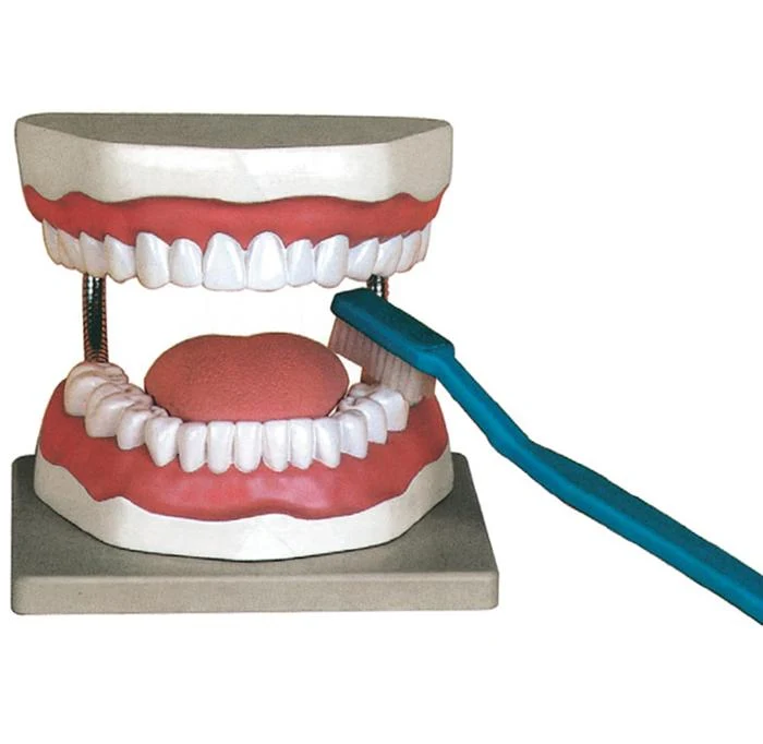 Modellino anatomico igiene dentale
