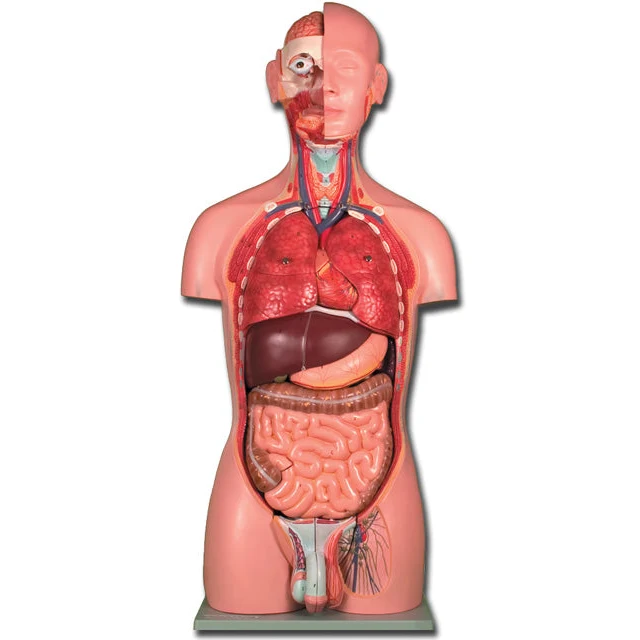 Torso DUAL SEX - 25 parti