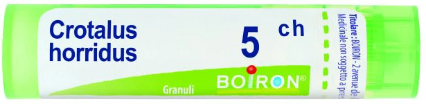 Crotalus horridus 5ch gr